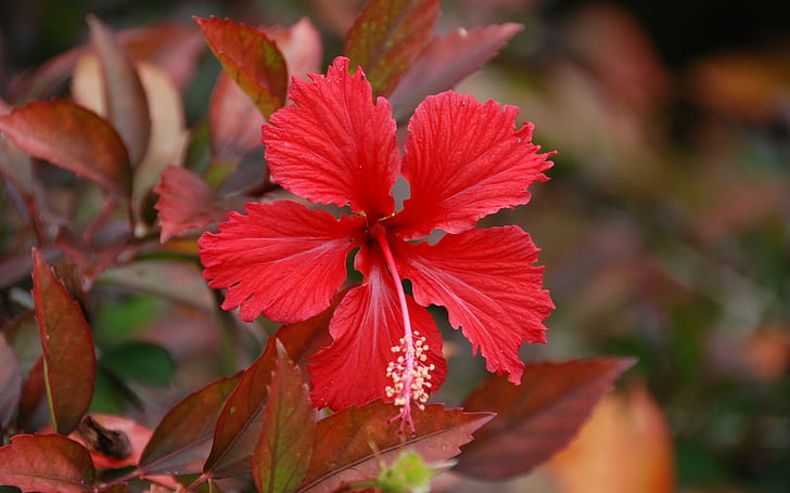 Nature, Plants, Flowers, Hibiscus, Red Flowers, Bokeh, nature, plants, flowers, hibiscus, red flowers, bokeh, HD wallpaper