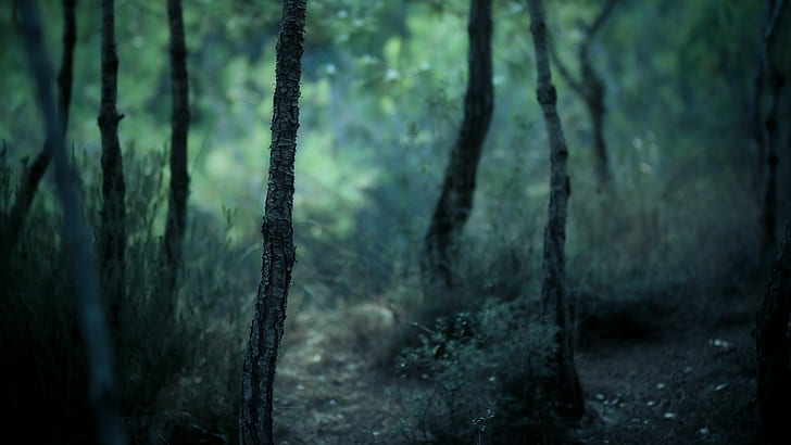 ścieżka, las, drzewa, Tapety HD