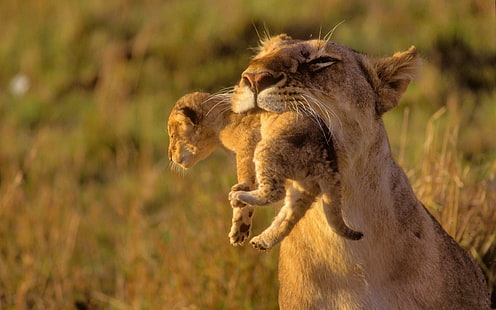 cubs, Africa, lions, baby, Animals, HD wallpaper HD wallpaper