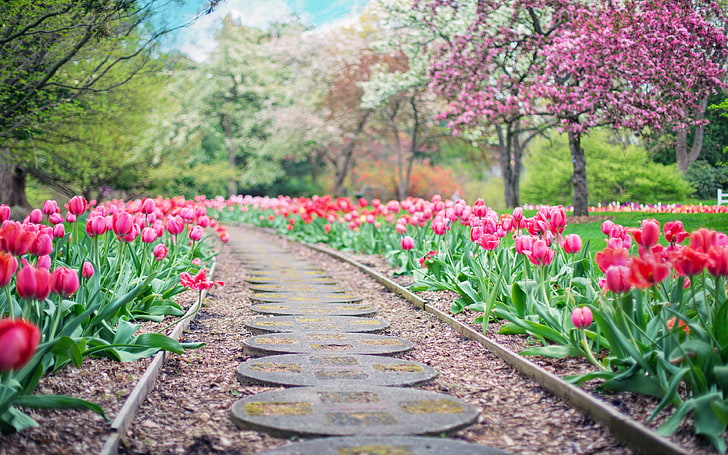 Красивый сад красных и розовых тюльпанов с цветущими деревьями с белыми и розовыми цветами весенних обоев HD 3840 × 2400, HD обои