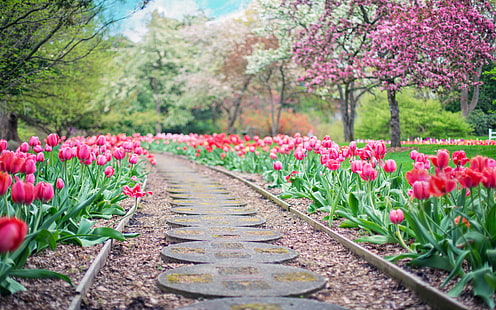 Piękny ogród czerwone i różowe tulipany zakwitły drzewa z białymi i różowymi kwiatami wiosna Tapeta HD 3840 × 2400, Tapety HD HD wallpaper