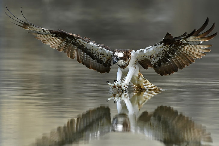 alam, burung, Osprey, Wallpaper HD