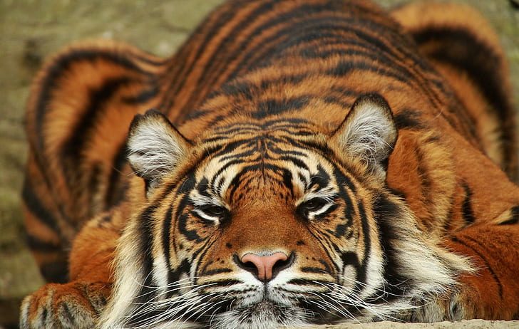 Tygrys sumatrzański, Tygrys sumatrzański, drapieżnik, Zwierzę, dziki kot, Tapety HD