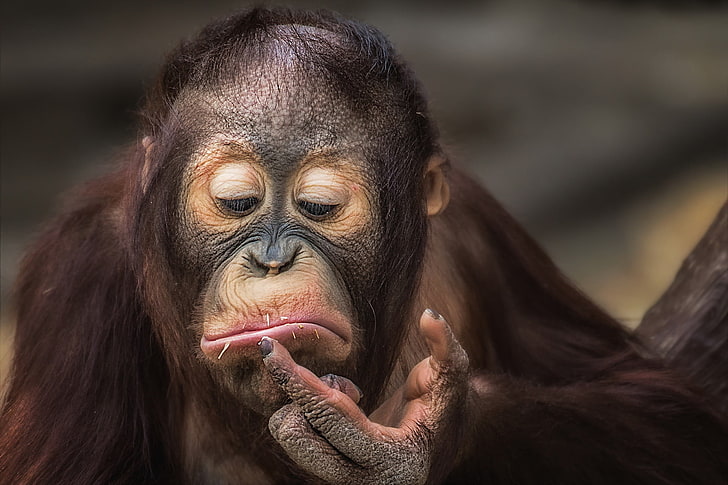 brown orangutan, monkey, facial expressions, orangutan, HD wallpaper