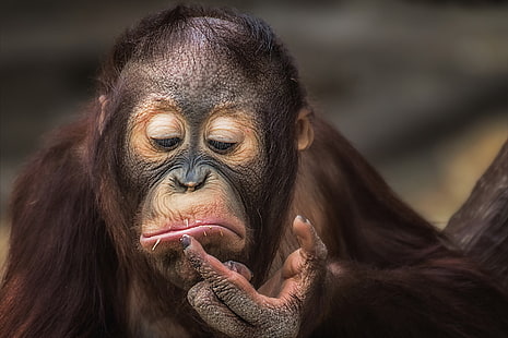 brown orangutan, monkey, facial expressions, orangutan, HD wallpaper HD wallpaper