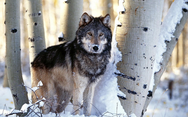 黒と灰色のオオカミ、オオカミ、木、雪、 HDデスクトップの壁紙