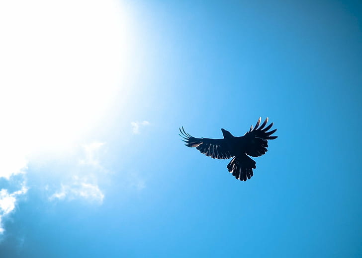 black eagle under blue sky during daytime, crows, crows, Crows, Towards the sun, i fly, Icarus, black eagle, blue sky, daytime, sri lanka, sri  lanka, crow, bird  flight, creative_commons, bird, flying, eagle - Bird, nature, bird of Prey, animal, wildlife, bald Eagle, animal Wing, dom, HD wallpaper