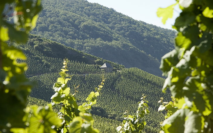 Splendid vineyard, green forest mountain, nature, 2880x1800, vineyard, cabin, HD wallpaper