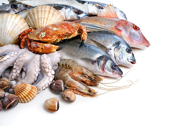 poisson, fond blanc, coquille, crabes, crevettes, fruits de mer, calmar, Fond d'écran HD