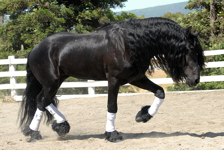 caballo negro, caballo, arena, valla, caminar, hermoso, sombra, Fondo de pantalla HD