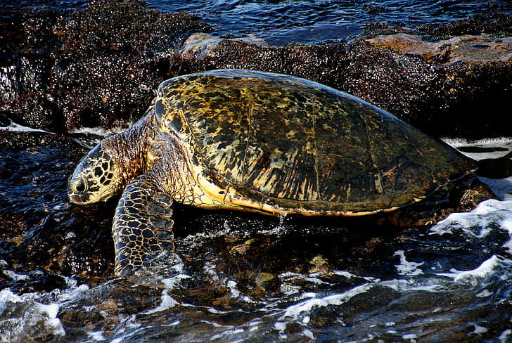 brown Turtle, hawaii, hawaii, Green Turtle, Hawaii, brown, Green Turtles, Marine Life, Public Domain, Dedication, CC0, photos, turtle, sea, reptile, nature, animal, sea Turtle, wildlife, animal Shell, water, HD wallpaper