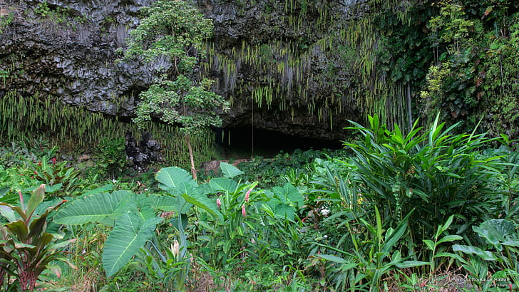 Fern Grotto, Kauai, Hawaii, Alam, Wallpaper HD