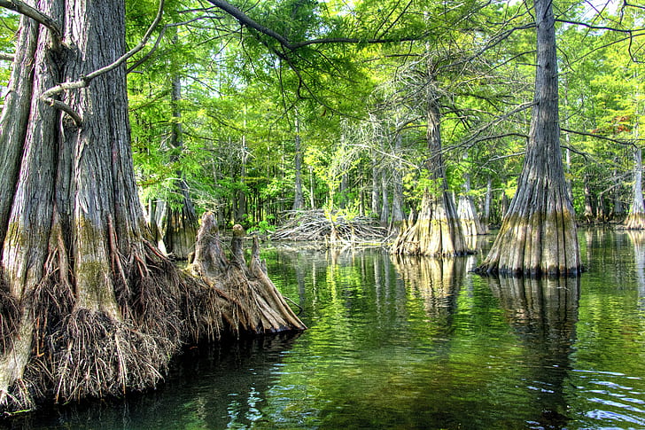 trees on water photo, Beaver Lodge, Cypress Trees, water, photo, Tamron, F/3.5, Di, II, VC, PZD, louisiana, wildlife, usm, upper, union, tree, river, reflection, refuge, recreation, rebel, polarizer, photomatix, parish, paddle, ouachita, nwr, national, nature, landscapes, landscape, landing, lake, kayaking, kayak  island, intimate, hunting, hdr, haile, geotagged, forest, fishing, fish, finch, filter, eos, efs, deer, cypress  creek, crappie, conservancy, color, catfish, canon, camping, boat, beaver, bayou, bass, baldcypress, outdoors, scenics, summer, HD wallpaper
