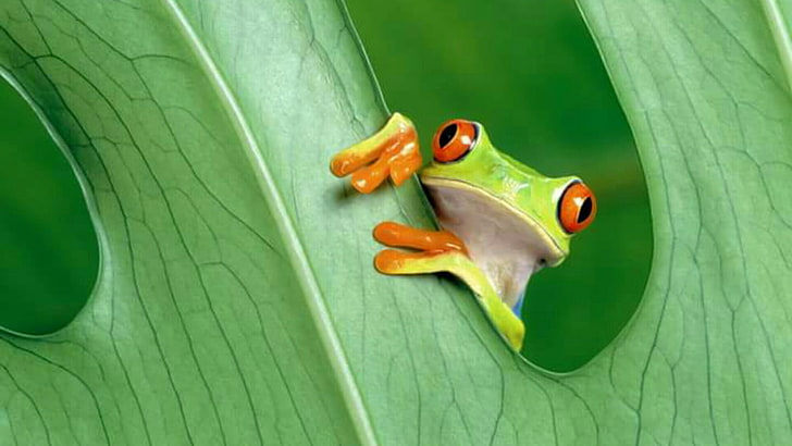 Frosch, Laubfrosch, grüner Frosch, Amphibie, niedlich, Blatt, grün, HD-Hintergrundbild