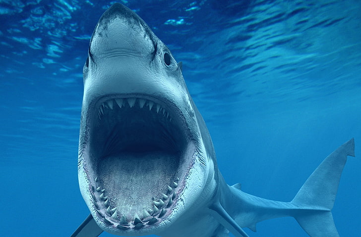 Shark Attack Underwater, tiburón gris y blanco, animales, mar, océano, azul, pescado, tiburón, submarino, ataque, miedo, vida silvestre, agresivo, pez gordo, Fondo de pantalla HD