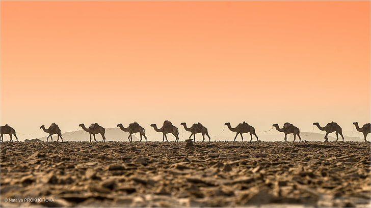 deserto, calor, caravana, camelos, HD papel de parede