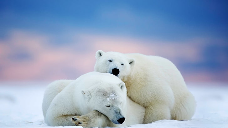 اثنين من الدببة القطبية البيضاء ، الدببة ، الشتاء ، الدببة القطبية ، الحيوانات، خلفية HD