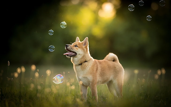 white and brown short-coated cat, dog, nature, bubbles, tongues, animals, HD wallpaper