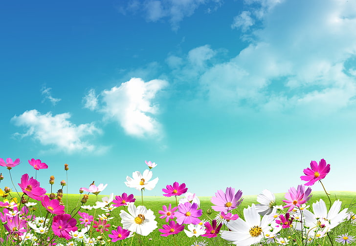 white and pink petaled flower field digital wallpaper, the sky, grass, leaves, clouds, flowers, freshness, green, chamomile, beauty, spring, meadow, pink, white, sky, Camomile, HD wallpaper