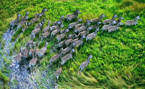Mac Os X Retina Zebras, troupeau de zèbres, animaux, sauvage, troupeau, mac, zèbres, Fond d'écran HD HD wallpaper