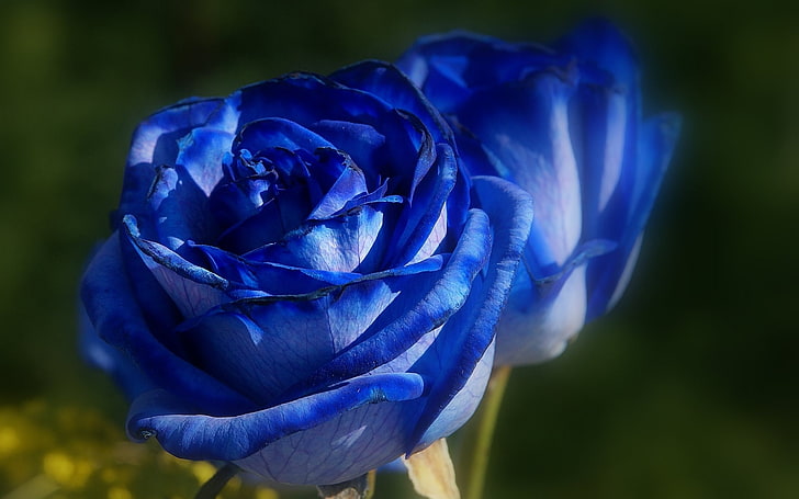 Fondo de pantalla de fotografía Blue Rose-HD, flores rosas azules, Fondo de pantalla HD