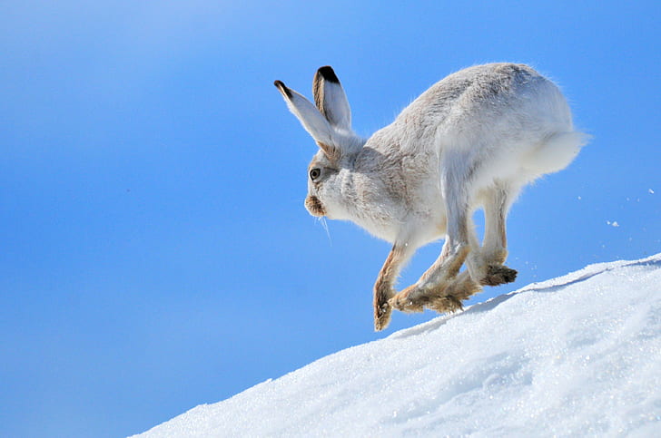 昼間は雪の上でジャンプする白ウサギ、オジロワシウサギ、シードスケーディー国立野生生物保護区、オジロワシジャックラビット、シードスケーディー国立野生動物保護区、オジロワシウサギ、シードスケーディー国立野生生物保護区、白ウサギ、ウサギのジャンプ、雪、昼間、NWR、USFWS、自然保護、冬、動物、自然、哺乳類、屋外、 HDデスクトップの壁紙
