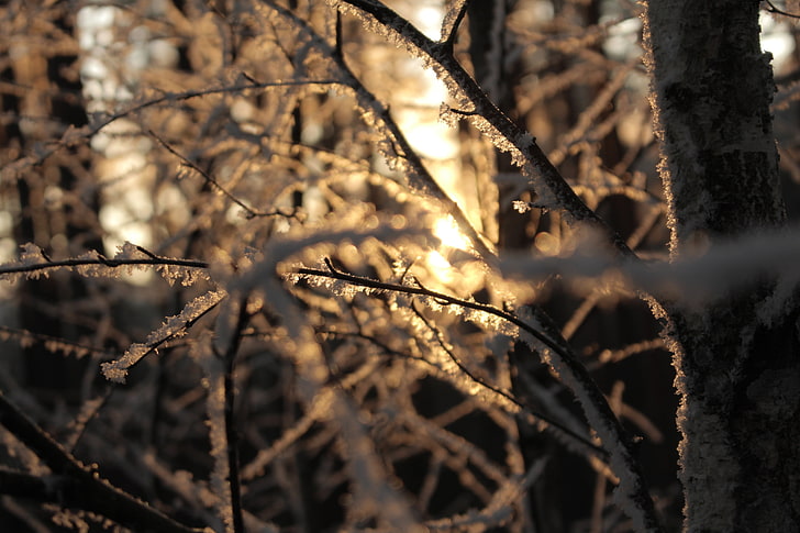 Sun, winter, snow, warm colors, branch, HD wallpaper