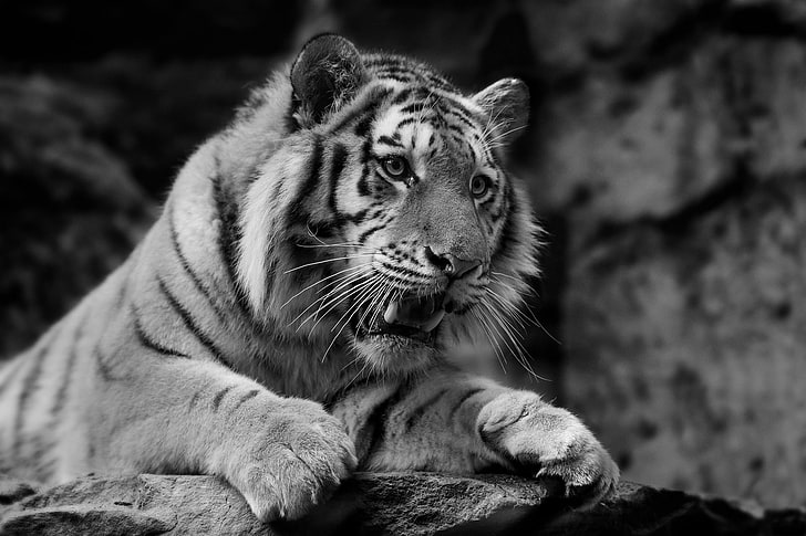 grayscale photo of tiger, tiger, wild cat, predator, muzzle, HD wallpaper