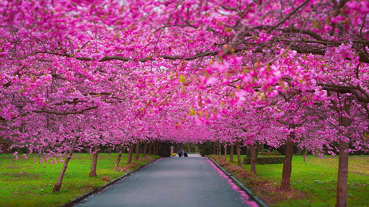 пейзажна фотография на розови дървета, дървета, 4k, 5k тапет, сакура, пролет, HD тапет