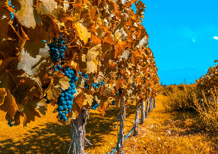 vineyard, HD wallpaper