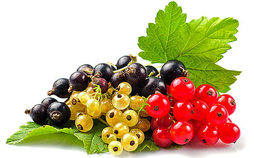 Currants Selection, black currants, white currants, red currants, berries, fruits, HD wallpaper HD wallpaper