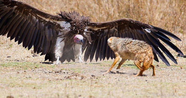 fox, wings, feathers, predator, defense, vulture, HD wallpaper
