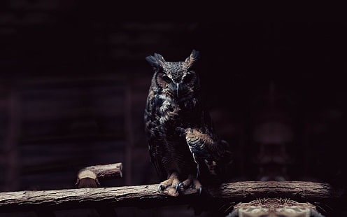 Owl, Bird Of Prey, Animal, Dark, black and brown owl bird, owl, bird of prey, animal, dark, HD wallpaper HD wallpaper