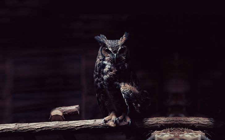 owl, lights, rest, looking at viewer, wood, photography, animals, birds, HD wallpaper