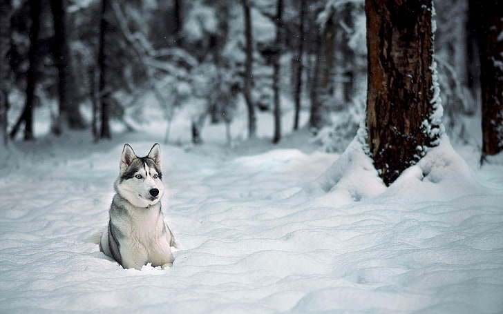 animals, dog, Siberian Husky, HD wallpaper