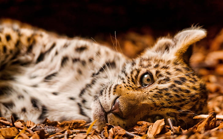 Leopard Cub HD, животни, леопард, дете, HD тапет