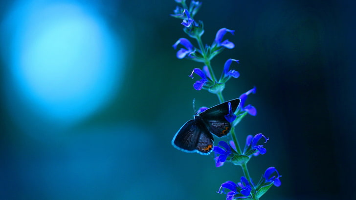 черная бабочка на цветочной росписи, бабочка, синие цветы, насекомое, цветы, HD обои