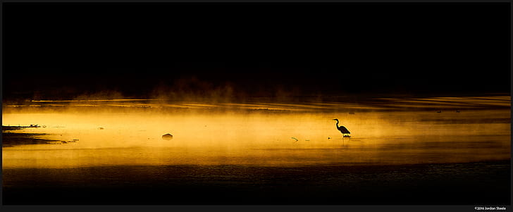 burung, alam, crane (burung), bayangan hitam, Wallpaper HD