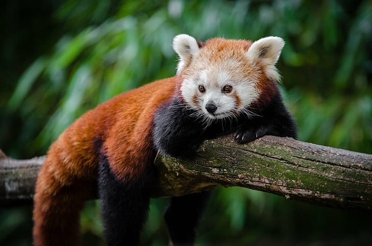 selective focus red panda animal on tree, Red Panda, selective focus, animal, tree, red  panda, tier, roter, kleiner, nikon  d7000, bokeh, cute, adorable, sweet, süß, sueß, suess, green, endangered  species, zoo, tierpark, deutschland, germany, female, young, bamboo, ears, face, tail, schwanz, nose, nase, orange, fur, high, iso, animals, nature, natur, wildlife, ailurus  fulgens, vintage, mozilla  firefox, feet, paws, paw  foot, fall, weekend, panda - Animal, mammal, bear, forest, endangered Species, asia, HD wallpaper