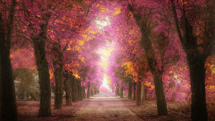 Parks, Bäume, Straßen, rosafarbene Blätter, zur Himmelslandschaft, Parks, Bäume, Straßen, rosafarbene Blätter, zur Himmelslandschaft, HD-Hintergrundbild