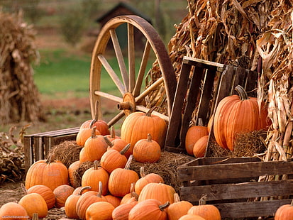 lote de calabaza naranja, calabazas, hierba, otoño, Fondo de pantalla HD HD wallpaper
