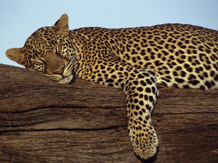 animals, leopards, Sleeping, HD wallpaper
