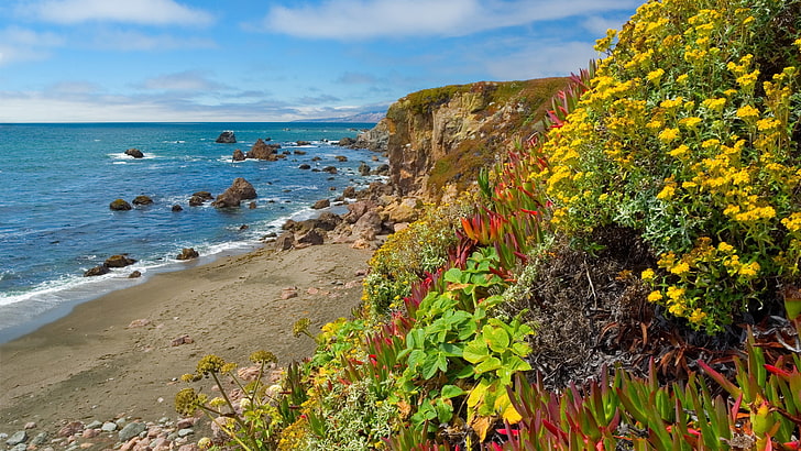 морски бряг, цветя, растителност, крайбрежие, плаж, камъни, ясно, хоризонт, HD тапет