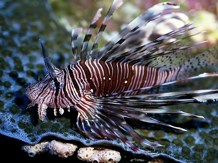 ทะเลใต้น้ำปลาสิงโตปลา, วอลล์เปเปอร์ HD