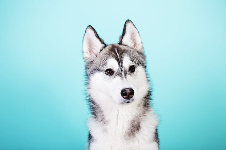 silver Alaskan malamute puppy, husky, dog, look, HD wallpaper