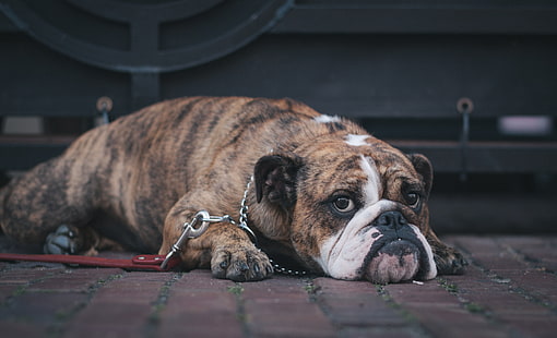adult brindle English bulldog, english bulldog, dog, muzzle, lying, HD wallpaper HD wallpaper