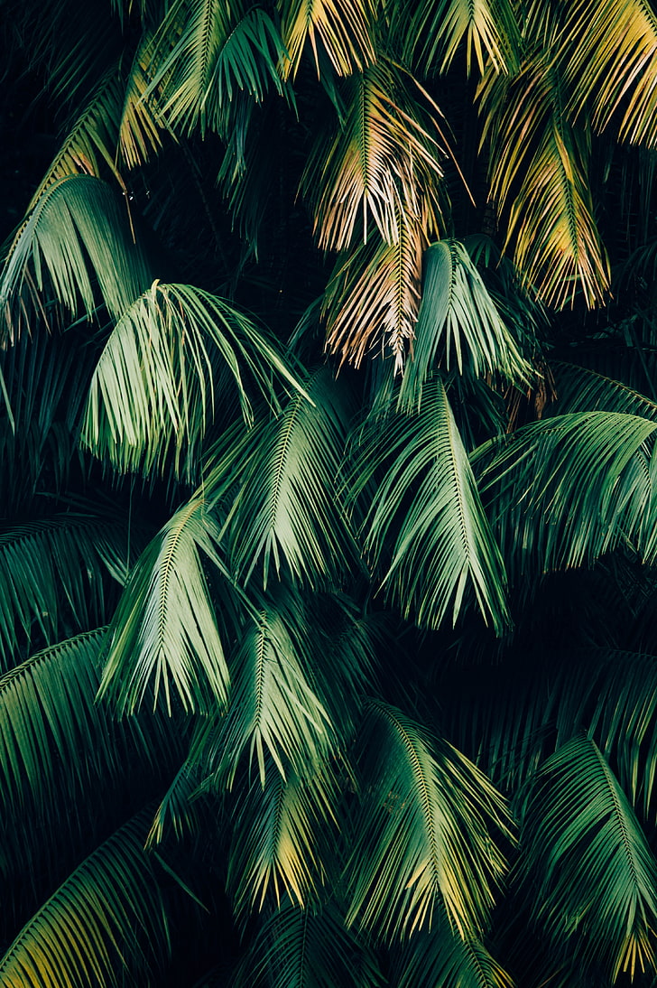 palm tree, leaves, plant, branches, green, brown, HD wallpaper