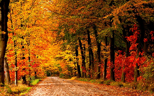 Country Road Autumn   947342, HD wallpaper HD wallpaper
