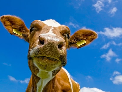 animais, vacas, HD papel de parede HD wallpaper