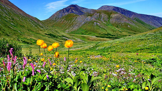 Fjälläng med blommor och gröna gräsbergen. Blå himmel Skrivbordsbakgrunder Gratis nedladdning för Windows, HD tapet HD wallpaper